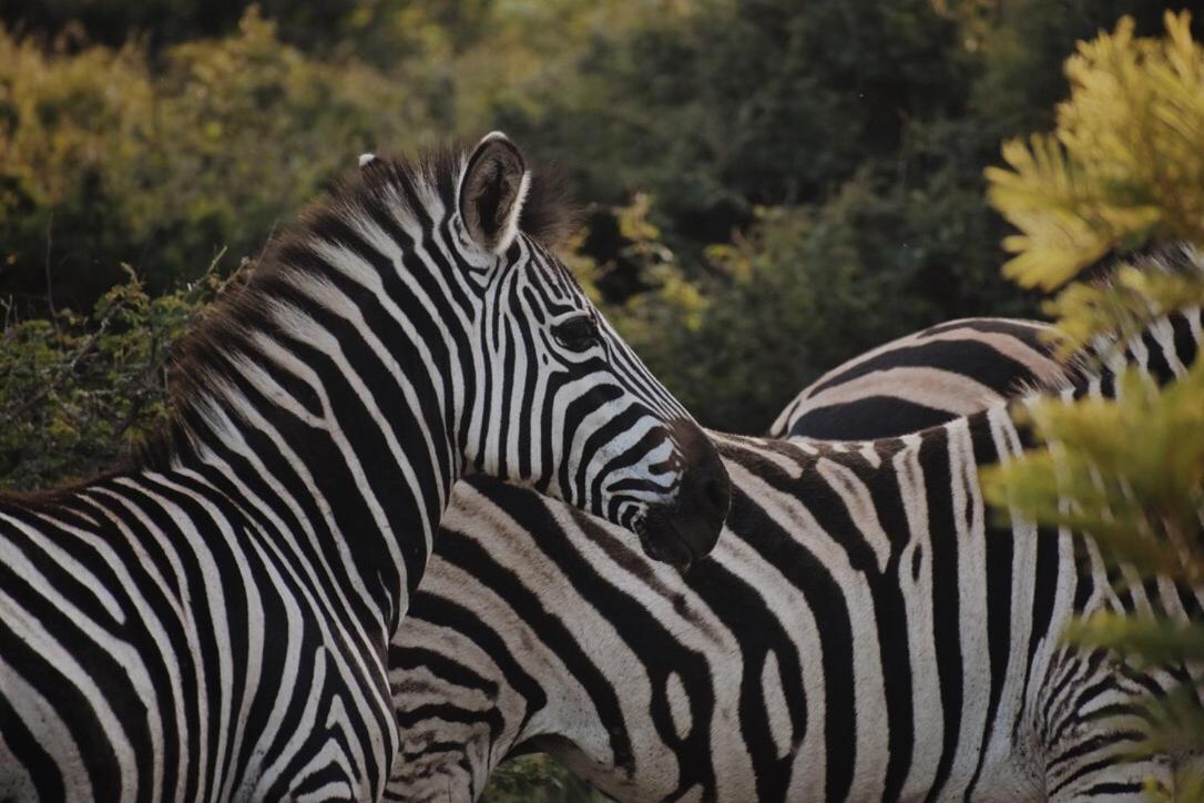 Leshiba Wilderness Villa Louis Trichardt Eksteriør bilde