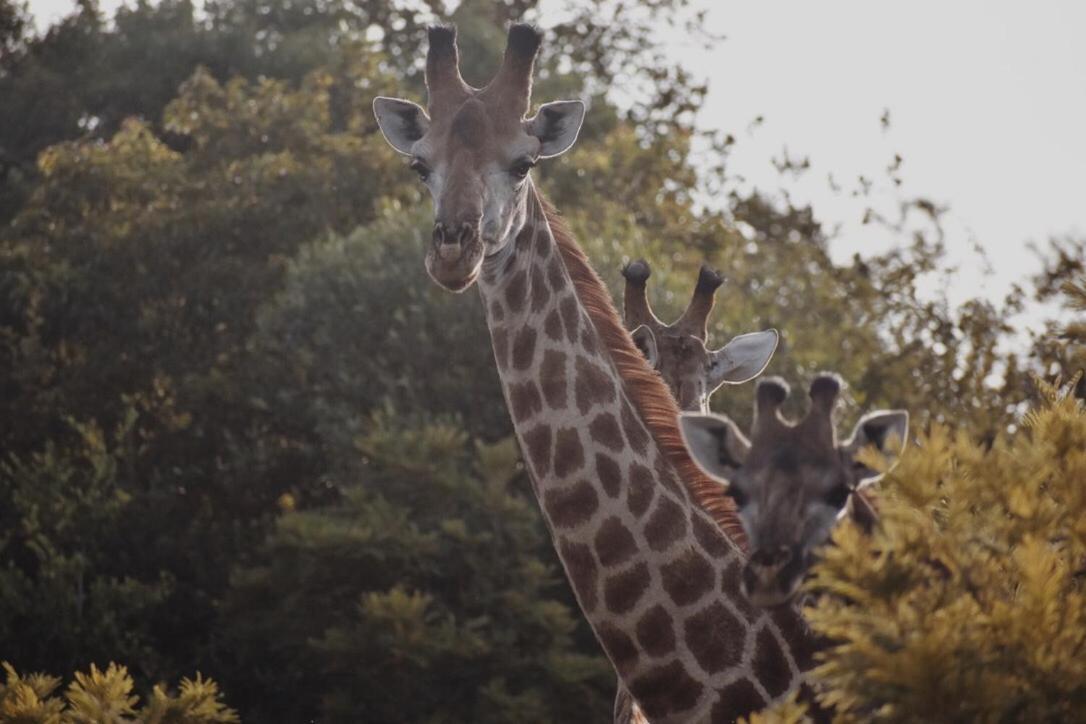Leshiba Wilderness Villa Louis Trichardt Eksteriør bilde