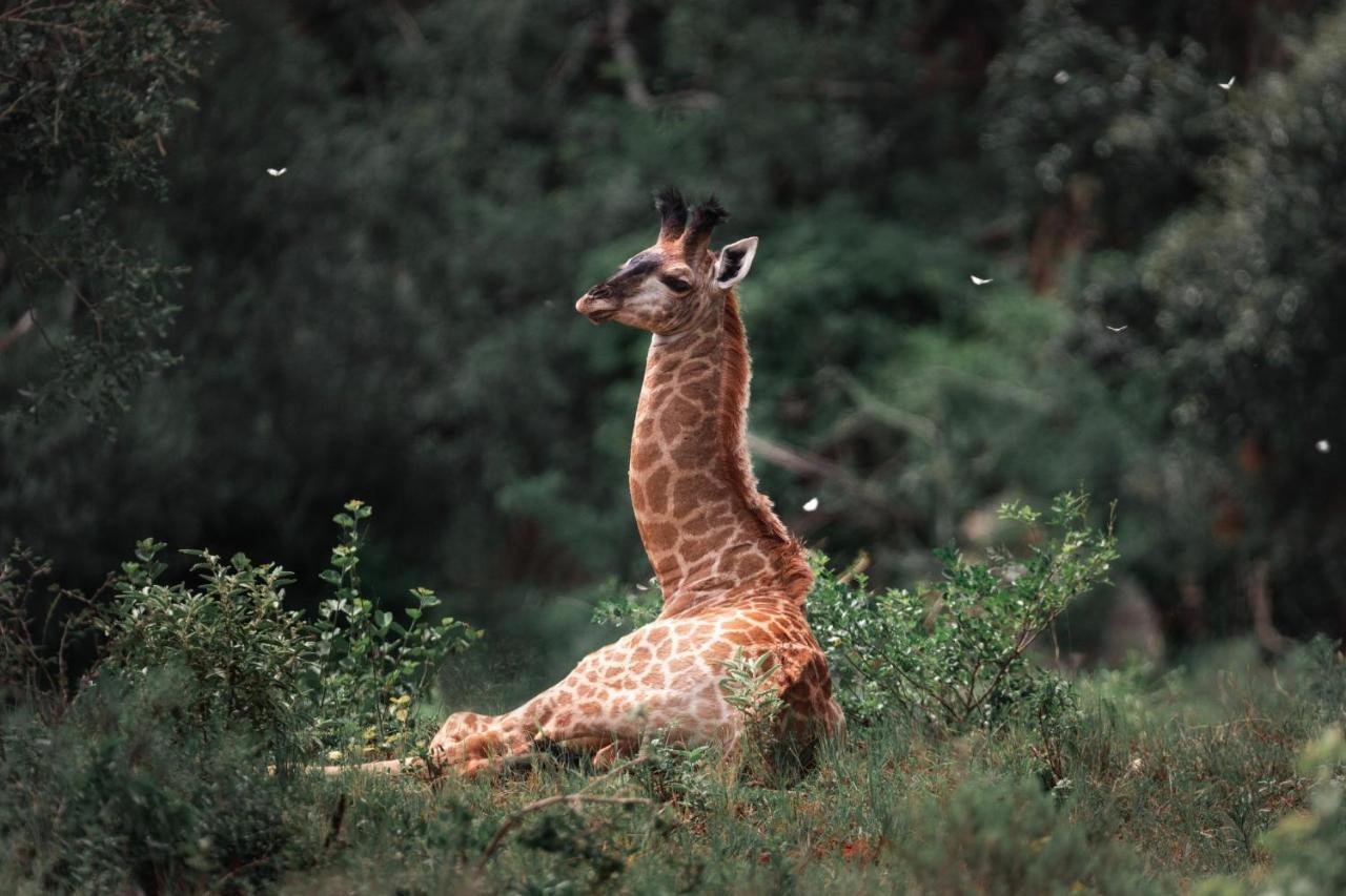 Leshiba Wilderness Villa Louis Trichardt Eksteriør bilde